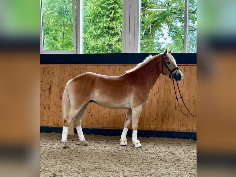 Haflinger Caballo castrado 3 años 152 cm  in Kropp