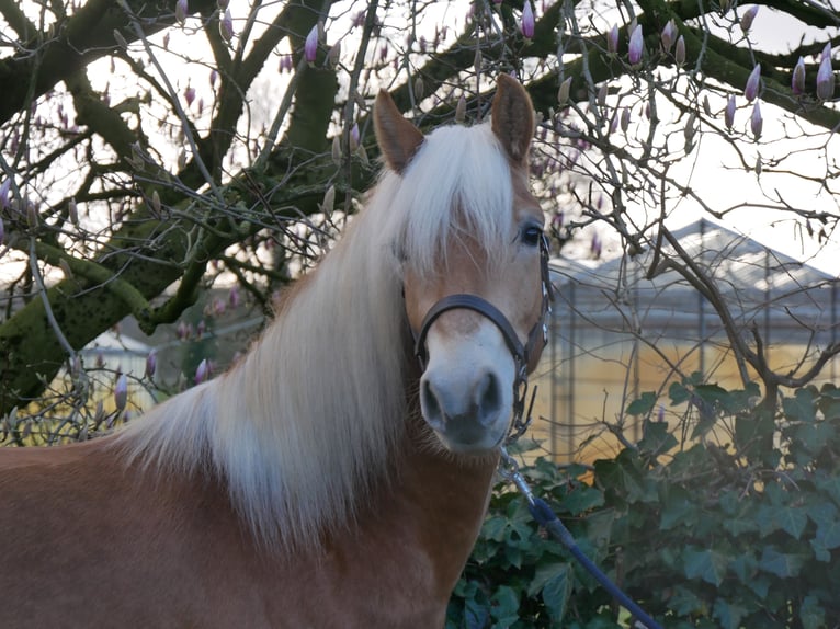 Haflinger Caballo castrado 3 años 152 cm  in Dorsten