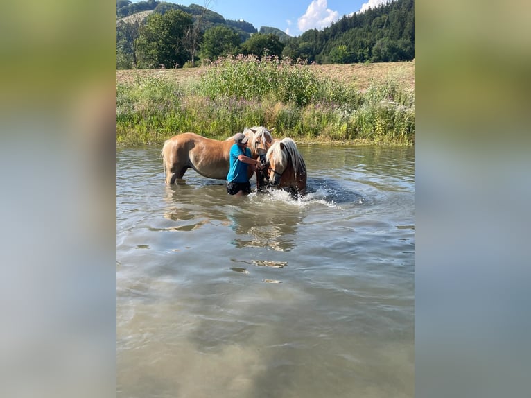 Haflinger Caballo castrado 3 años 153 cm Alazán rojizo in St. Veit an der Gölsen