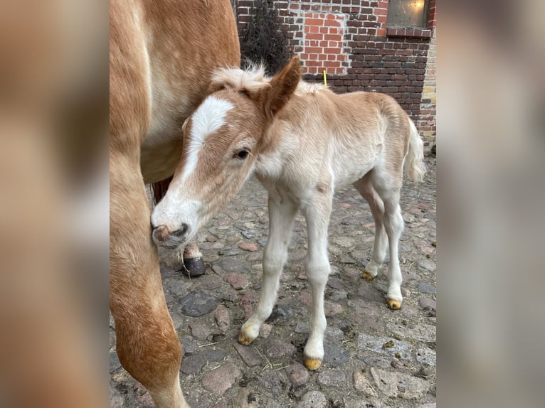 Haflinger Caballo castrado 3 años 153 cm in Trebbin