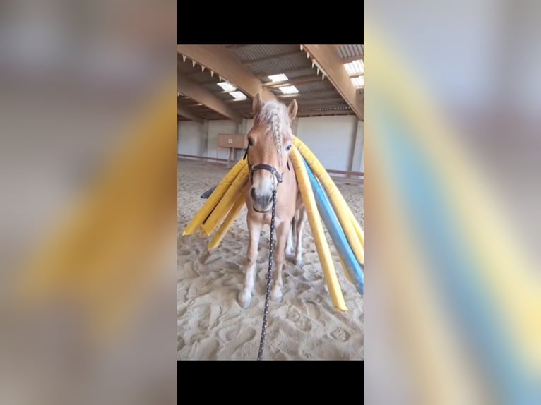 Haflinger Caballo castrado 3 años 153 cm in Karnabrunn