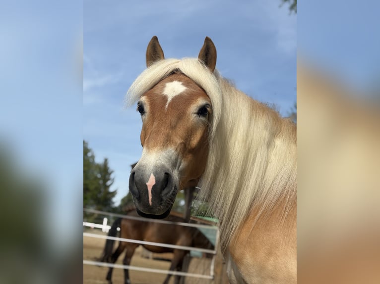 Haflinger Caballo castrado 3 años 155 cm Alazán in Elsoff