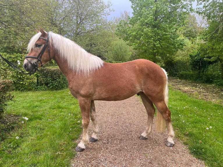 Haflinger Caballo castrado 3 años 155 cm Alazán in Serooskerke