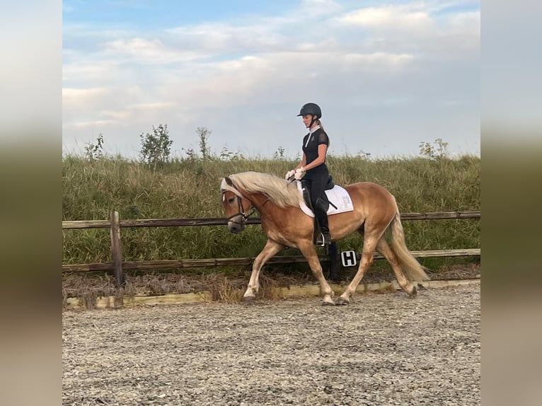 Haflinger Caballo castrado 3 años 155 cm Alazán in Serooskerke