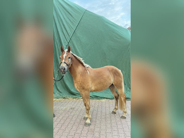 Haflinger Caballo castrado 3 años 155 cm  in Castrop-Rauxel