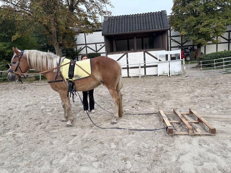 Haflinger Caballo castrado 3 años 155 cm  in Castrop-Rauxel
