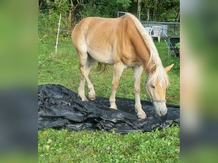 Haflinger Caballo castrado 3 años 157 cm Alazán in Langerringen Haflinger Caballo castrado 3 años 157 cm Alazán in Langerringen