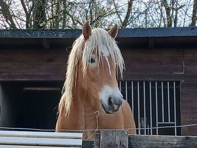 Haflinger Caballo castrado 3 años 158 cm Alazán in Wipperfürth