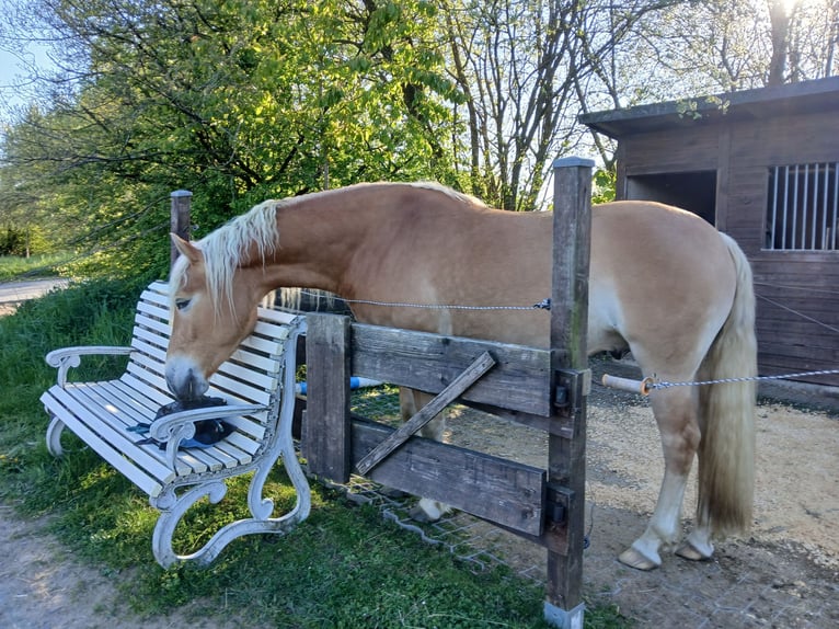 Haflinger Caballo castrado 3 años 158 cm Alazán in Wipperfürth