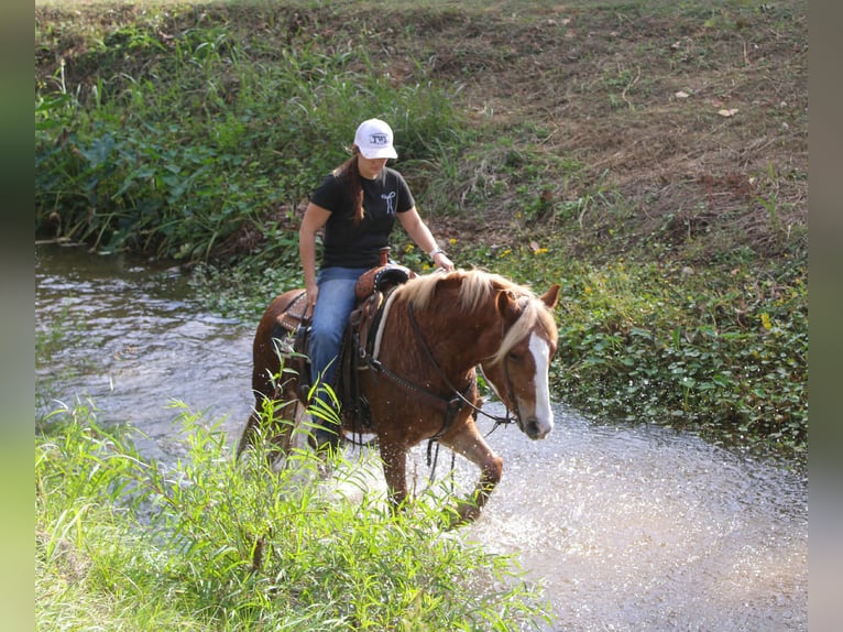 Haflinger Caballo castrado 3 años Alazán-tostado in RUsk TX