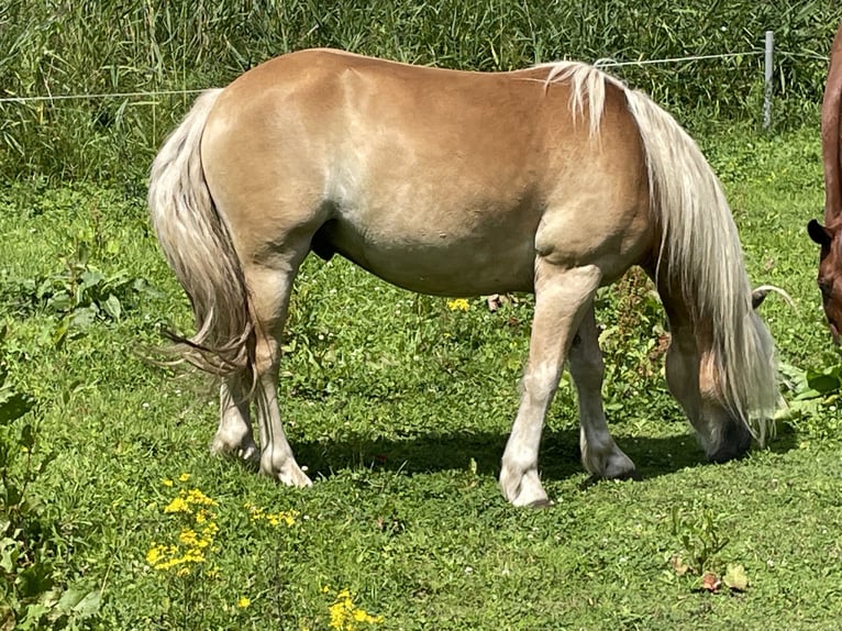 Haflinger Caballo castrado 4 años 133 cm Alazán in Neustadt-Glewe