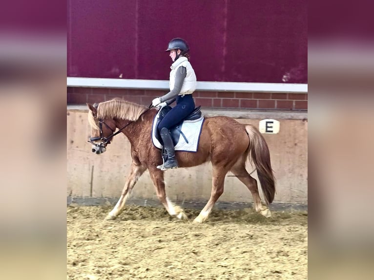 Haflinger Mestizo Caballo castrado 4 años 142 cm in Dorsten