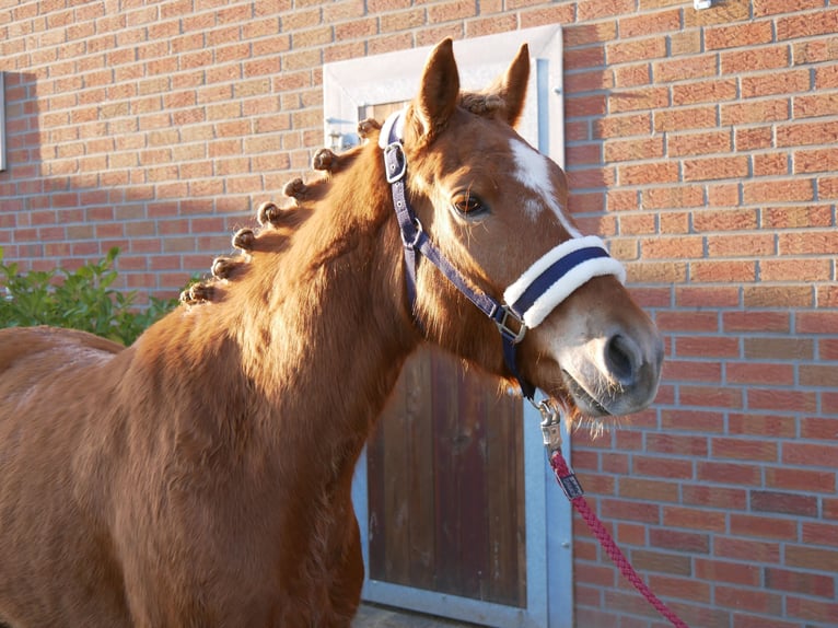 Haflinger Mestizo Caballo castrado 4 años 142 cm in Dorsten