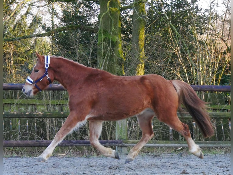 Haflinger Mestizo Caballo castrado 4 años 142 cm in Dorsten