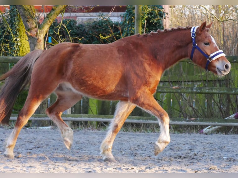 Haflinger Mestizo Caballo castrado 4 años 142 cm in Dorsten