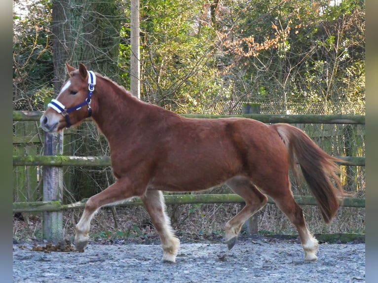 Haflinger Mestizo Caballo castrado 4 años 142 cm in Dorsten