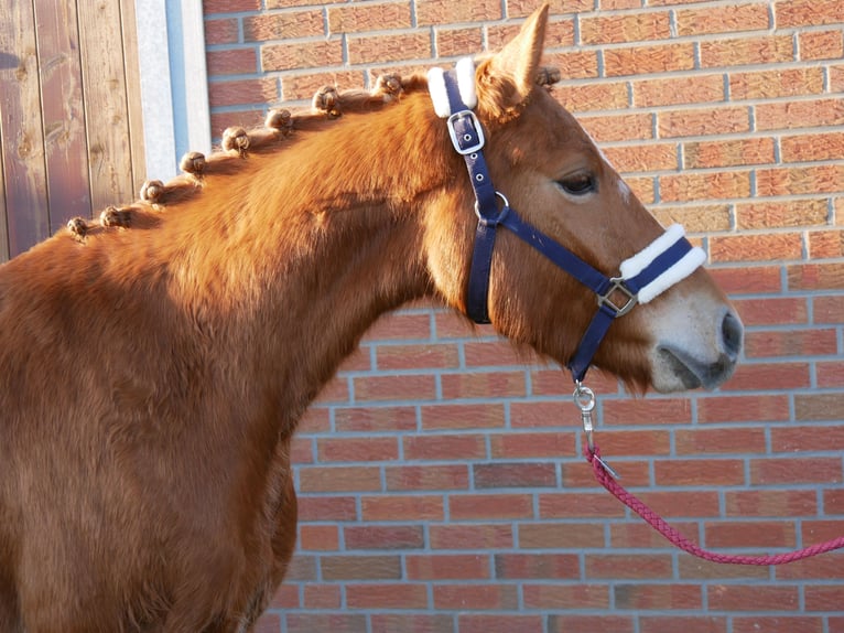 Haflinger Mestizo Caballo castrado 4 años 142 cm in Dorsten