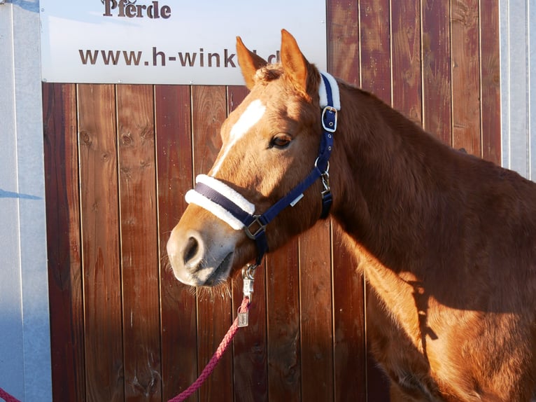 Haflinger Mestizo Caballo castrado 4 años 142 cm in Dorsten