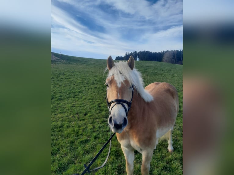 Haflinger Caballo castrado 4 años 145 cm Alazán in Rettenbach am Auerberg