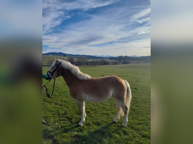 Haflinger Caballo castrado 4 años 145 cm Alazán in Rettenbach am Auerberg