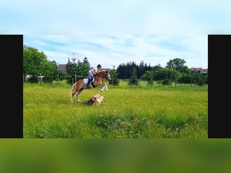 Haflinger Caballo castrado 4 años 145 cm Alazán in Wermsdorf