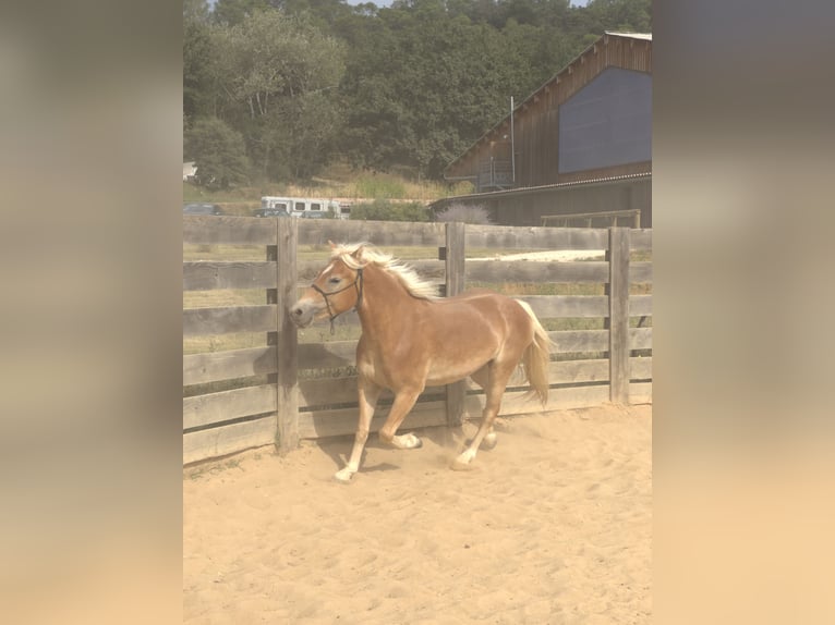 Haflinger Caballo castrado 4 años 145 cm in laudun l&#39;ardoise