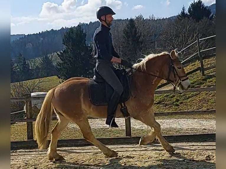 Haflinger Caballo castrado 4 años 146 cm Alazán in St. PAul