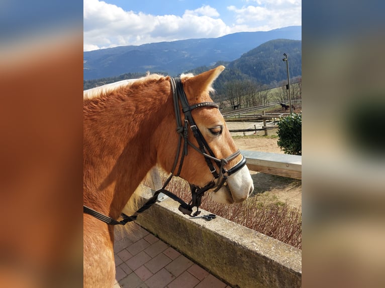 Haflinger Caballo castrado 4 años 146 cm Alazán in St. PAul