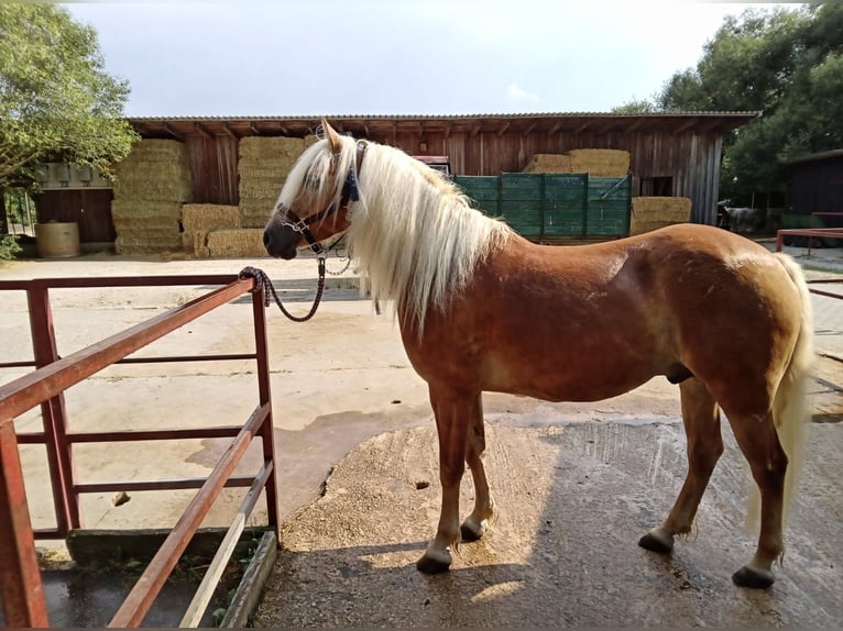 Haflinger Caballo castrado 4 años 146 cm Alazán in Seubersdorf in der Oberpfalz