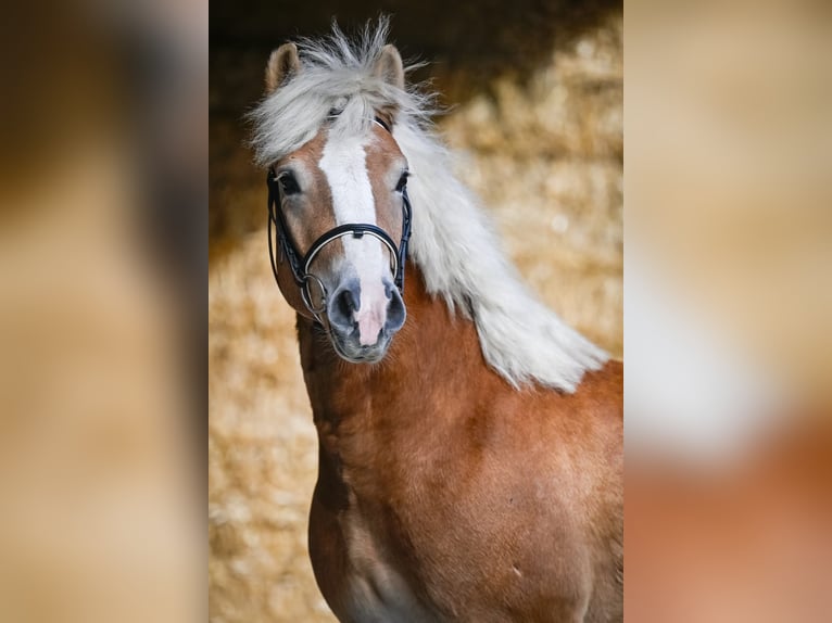 Haflinger Caballo castrado 4 años 146 cm Alazán in Chur