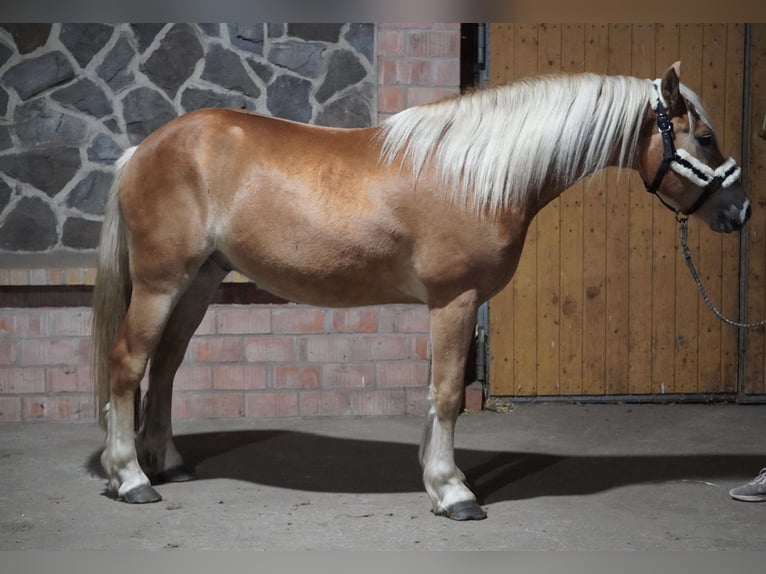 Haflinger Caballo castrado 4 años 146 cm  in Treuenbrietzen