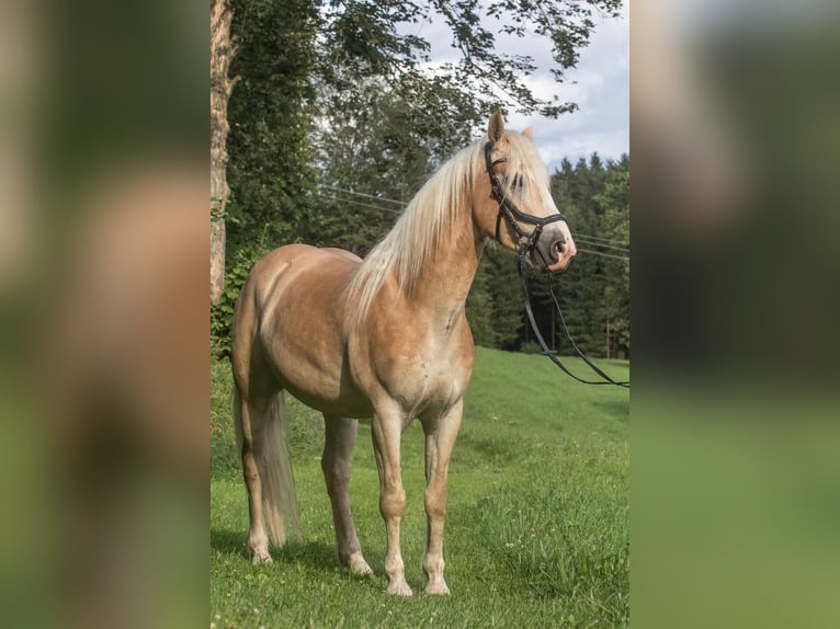 Haflinger Caballo castrado 4 años 146 cm Palomino in St.oswald Bei Fr