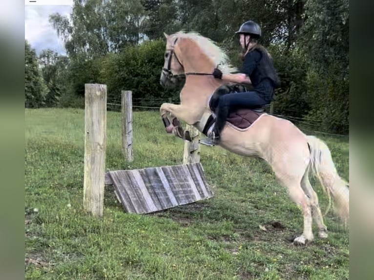 Haflinger Caballo castrado 4 años 146 cm Palomino in St.oswald Bei Fr