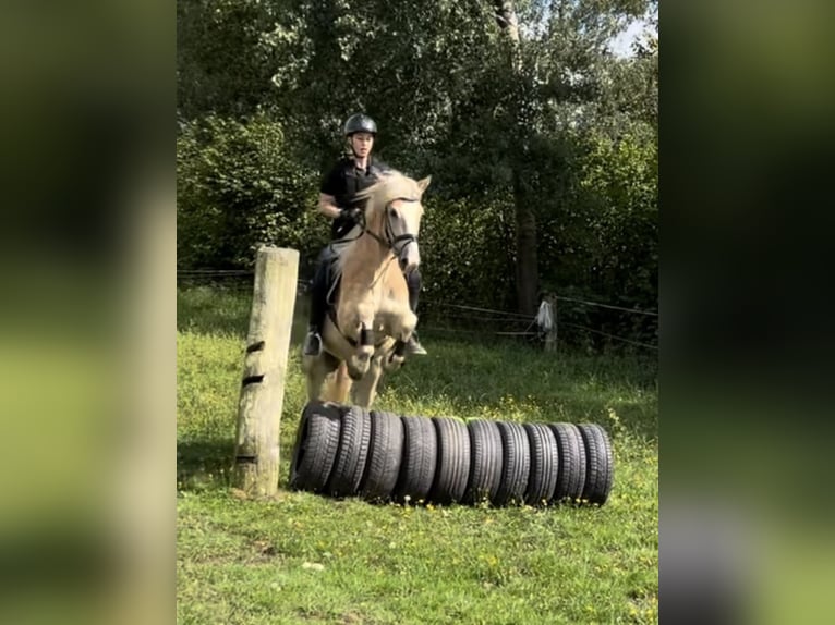 Haflinger Caballo castrado 4 años 146 cm Palomino in St.oswald Bei Fr