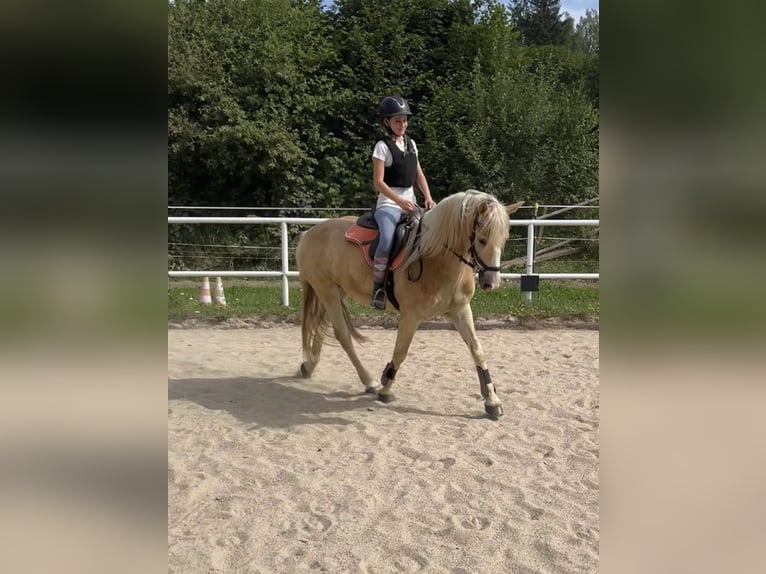 Haflinger Caballo castrado 4 años 146 cm Palomino in St.oswald Bei Fr