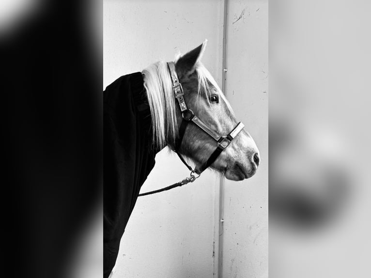 Haflinger Caballo castrado 4 años 147 cm Alazán in Fürstenfeldbruck