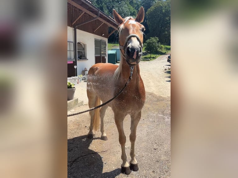 Haflinger Caballo castrado 4 años 147 cm Alazán in Fürstenfeldbruck