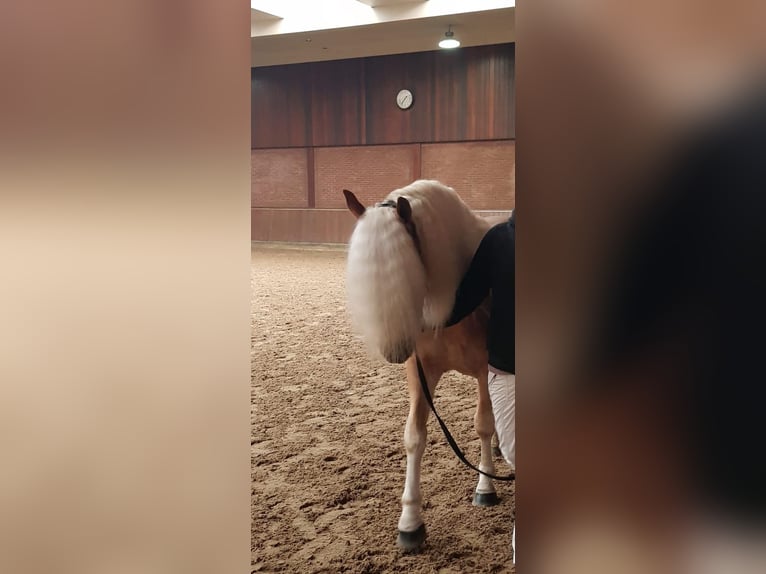 Haflinger Caballo castrado 4 años 147 cm Alazán in Oudega