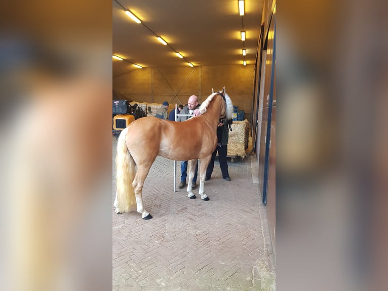 Haflinger Caballo castrado 4 años 147 cm Alazán in Oudega