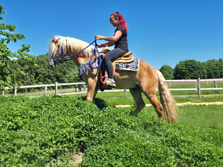 Haflinger Caballo castrado 4 años 147 cm Alazán in Linkenbach