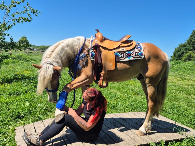 Haflinger Caballo castrado 4 años 147 cm Alazán in Linkenbach