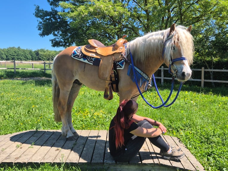Haflinger Caballo castrado 4 años 147 cm Alazán in Linkenbach