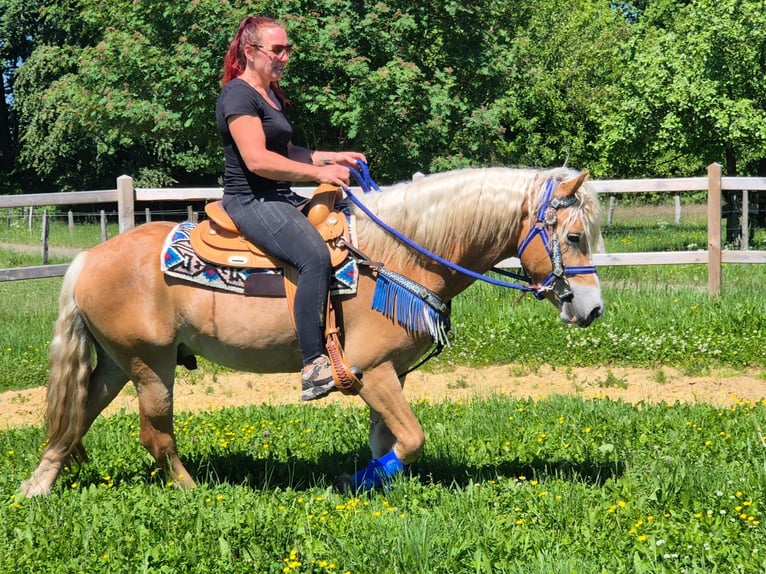 Haflinger Caballo castrado 4 años 147 cm Alazán in Linkenbach