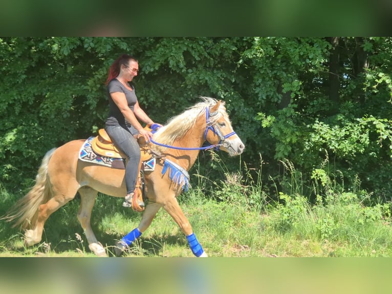 Haflinger Caballo castrado 4 años 147 cm Alazán in Linkenbach