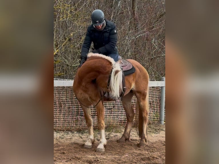 Haflinger Caballo castrado 4 años 147 cm Alazán in Mainbernheim