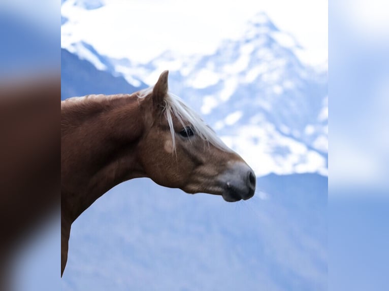 Haflinger Caballo castrado 4 años 147 cm Alazán in Mainbernheim