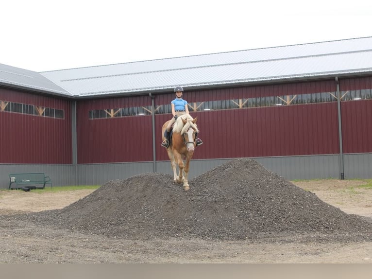 Haflinger Caballo castrado 4 años 147 cm Alazán rojizo in Howell MI