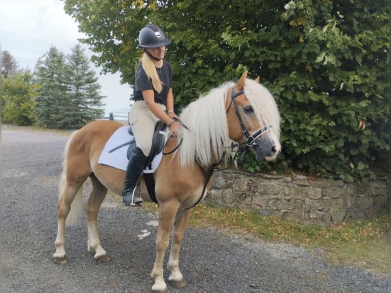 Haflinger Caballo castrado 4 años 147 cm in Nettersheim