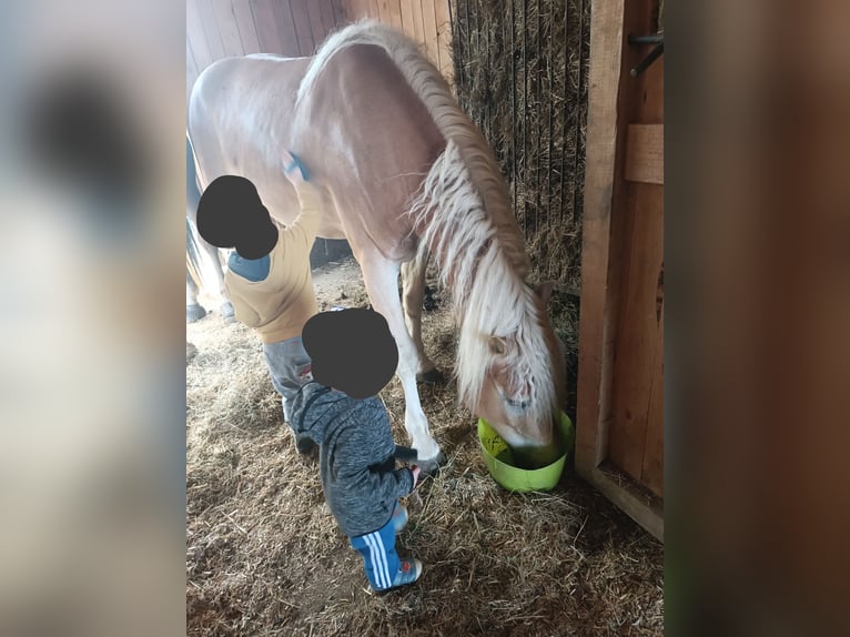 Haflinger Caballo castrado 4 años 148 cm Alazán in Heiligenkreuz Am Waasen