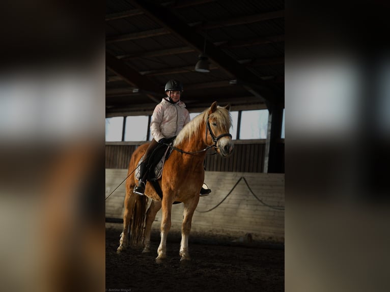 Haflinger Caballo castrado 4 años 148 cm Alazán in Mold